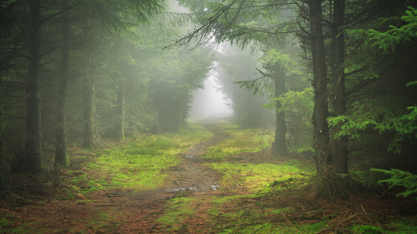 Green Trees on Brown Grass Field During Daytime. Wallpaper in 1366x768 Resolution