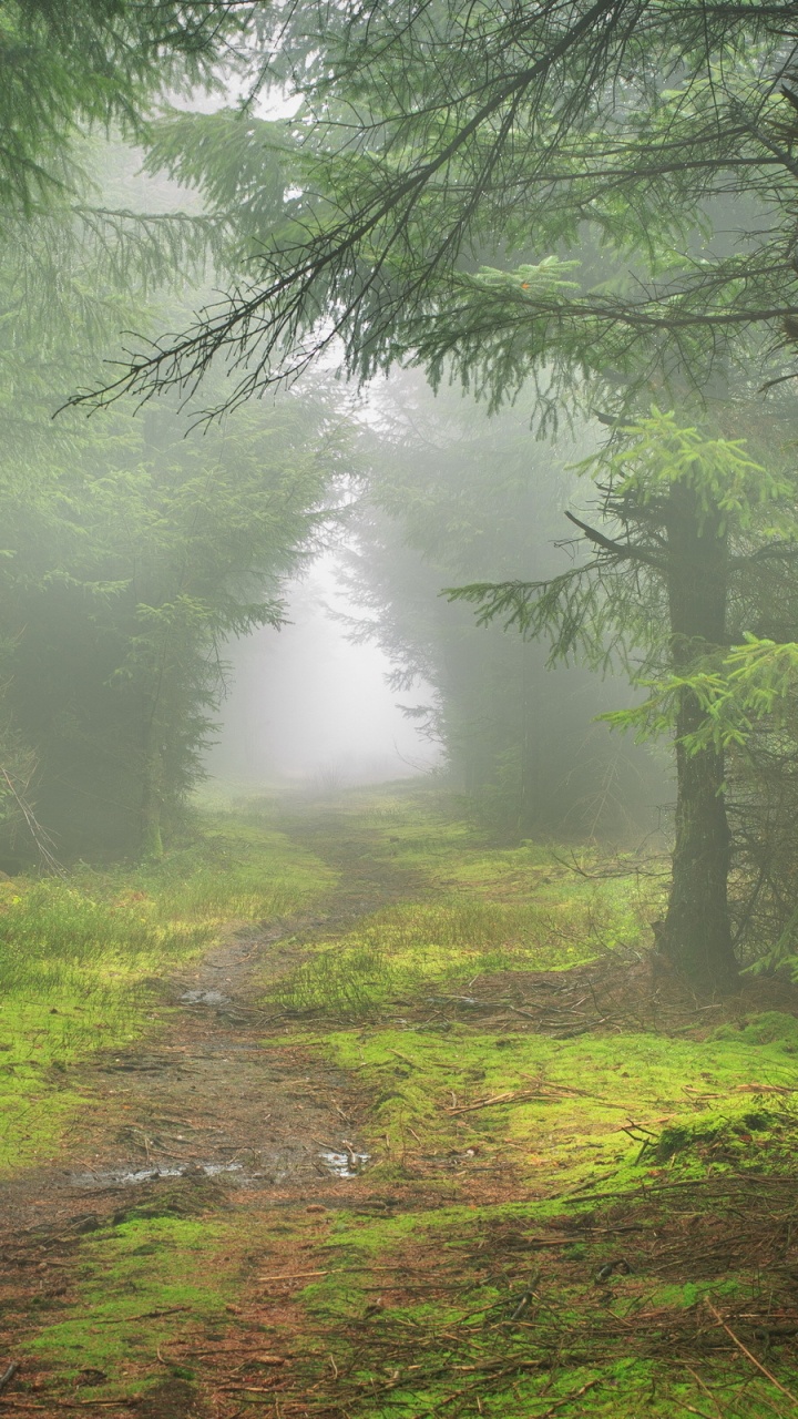 Green Trees on Brown Grass Field During Daytime. Wallpaper in 720x1280 Resolution