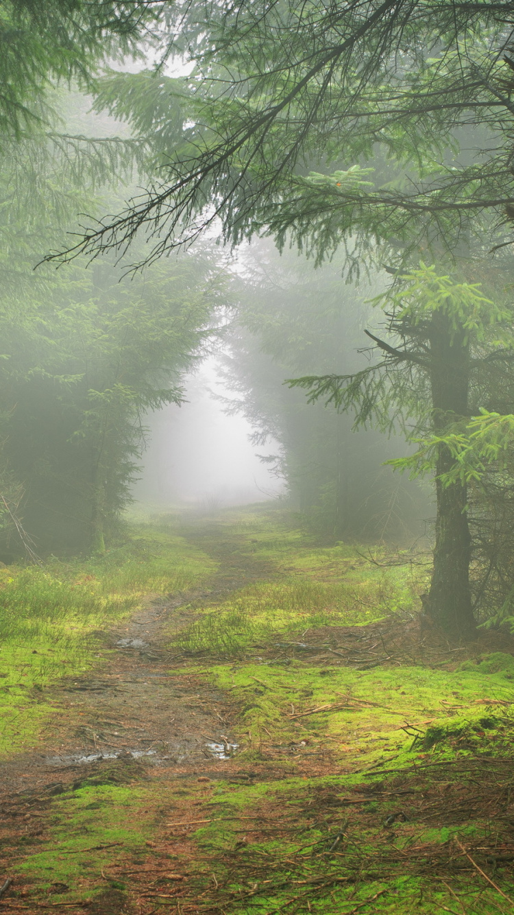 Green Trees on Brown Grass Field During Daytime. Wallpaper in 750x1334 Resolution