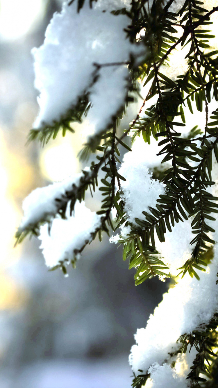 Snow Covered Tree During Daytime. Wallpaper in 750x1334 Resolution