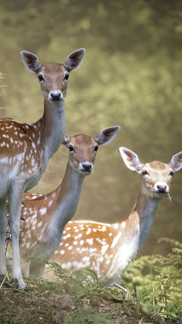 Brown and White Deer on Green Grass During Daytime. Wallpaper in 750x1334 Resolution