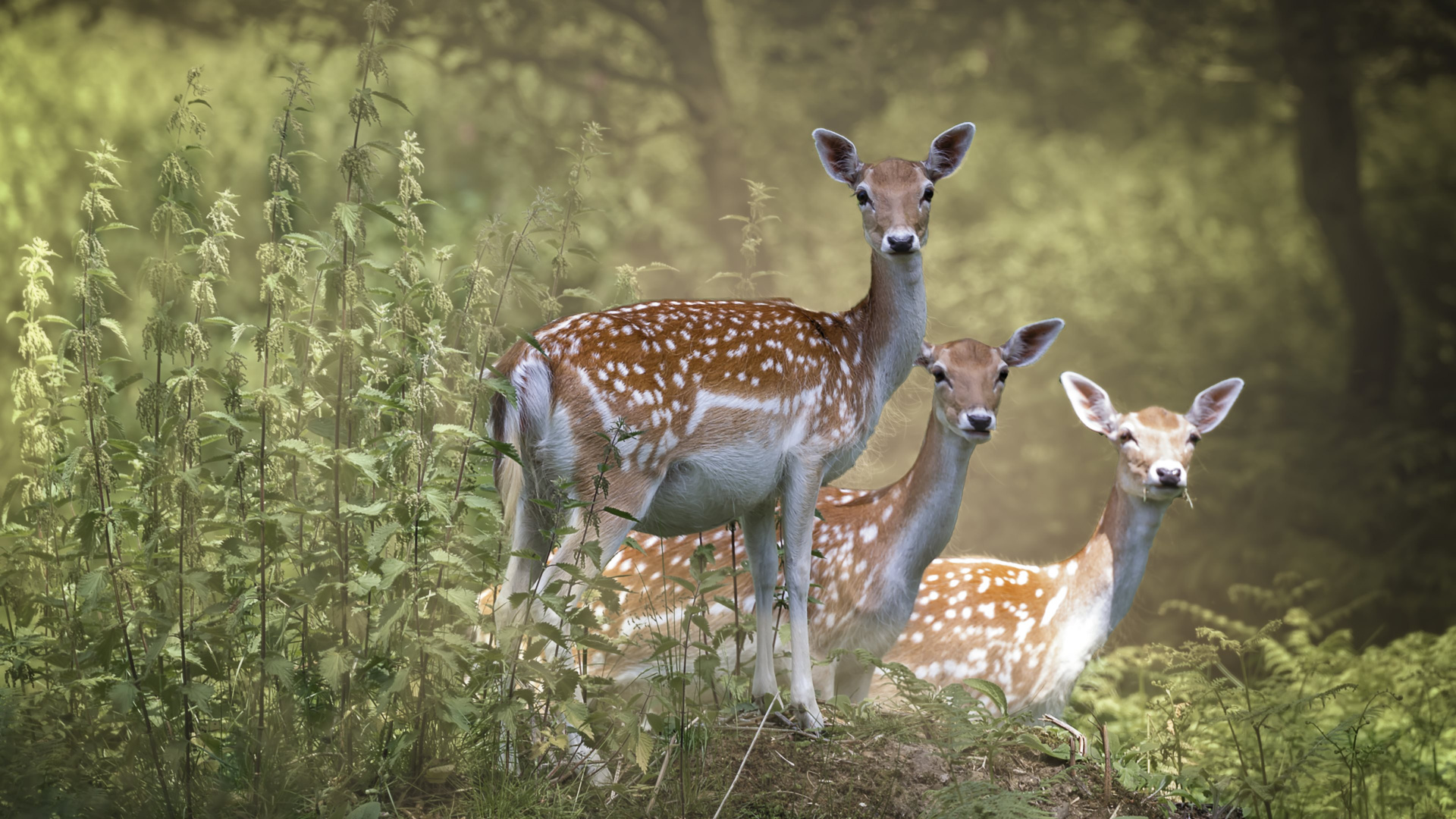 Cerf Brun et Blanc Sur L'herbe Verte Pendant la Journée. Wallpaper in 1920x1080 Resolution