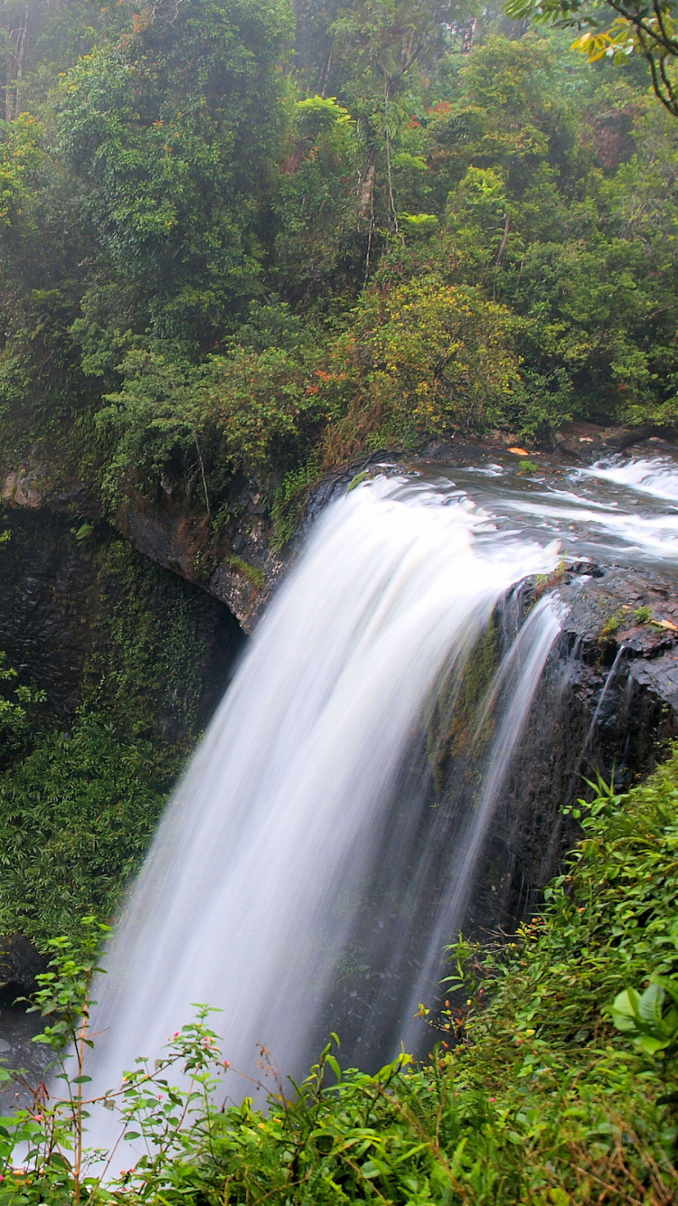 Waterfalls in The Middle of Green Trees. Wallpaper in 750x1334 Resolution