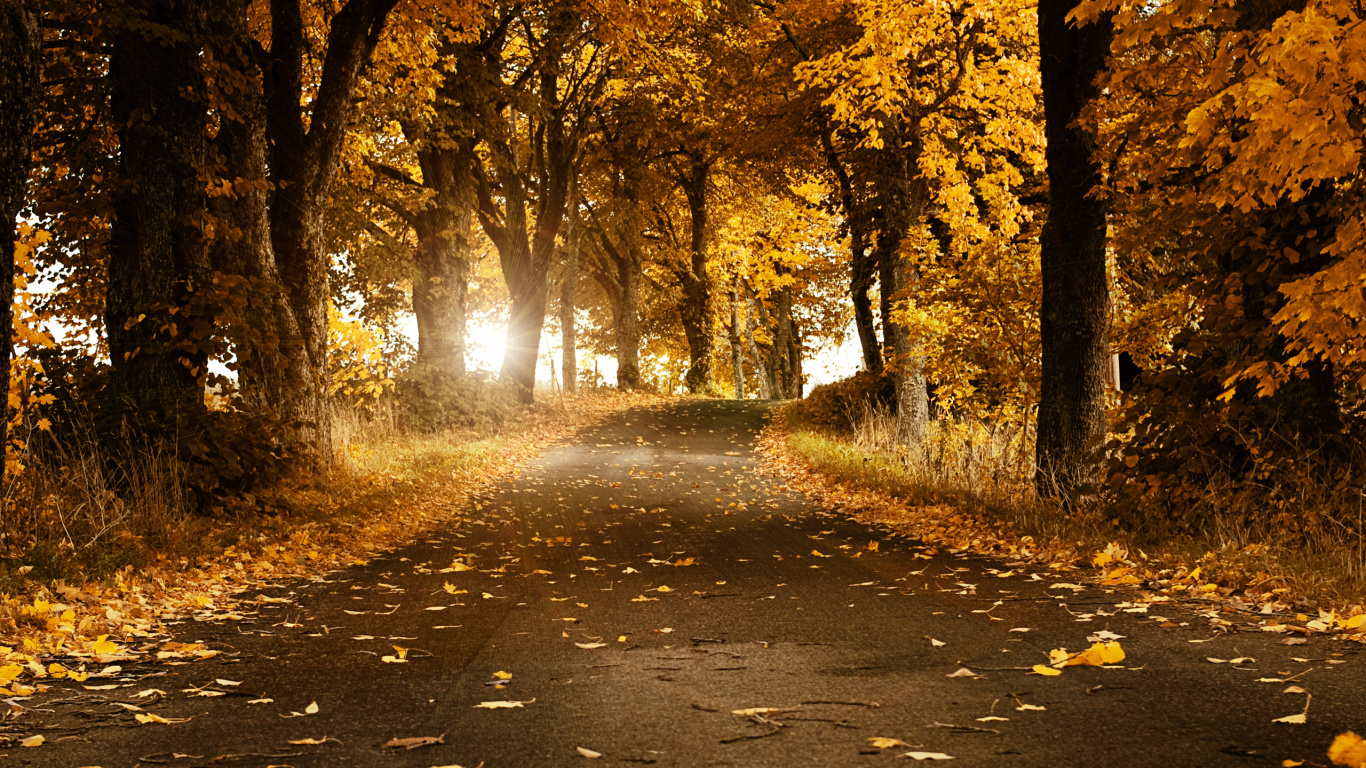 Brown Trees on Gray Concrete Road. Wallpaper in 1366x768 Resolution