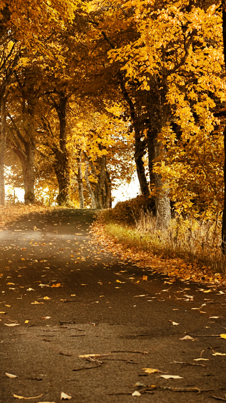 Brown Trees on Gray Concrete Road. Wallpaper in 750x1334 Resolution