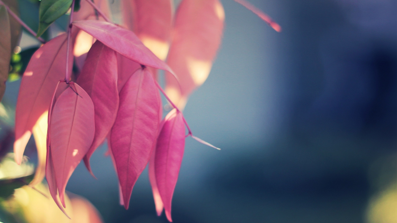 Green and Red Leaves in Close up Photography. Wallpaper in 1366x768 Resolution