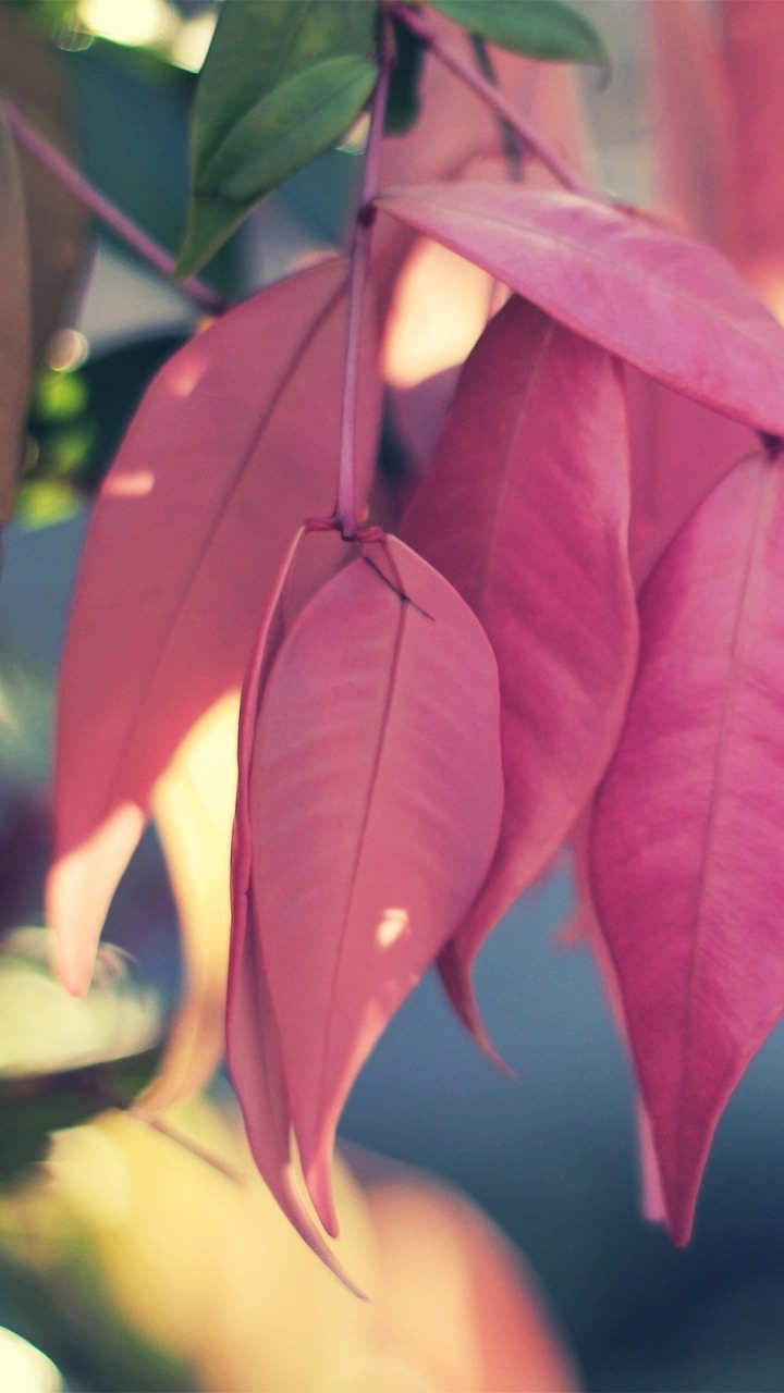 Green and Red Leaves in Close up Photography. Wallpaper in 720x1280 Resolution