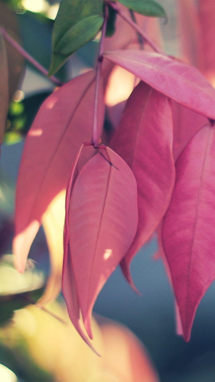 Green and Red Leaves in Close up Photography. Wallpaper in 750x1334 Resolution
