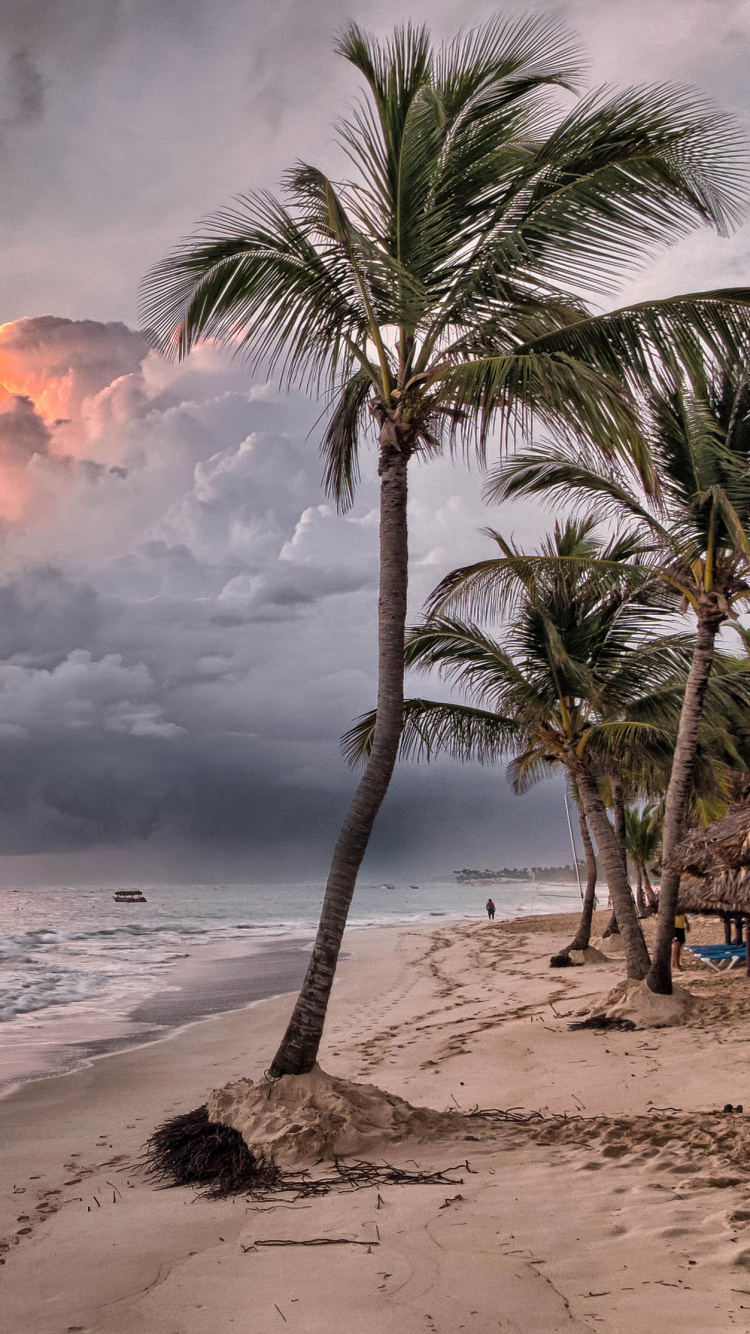Palm Tree on Beach Shore During Sunset. Wallpaper in 750x1334 Resolution