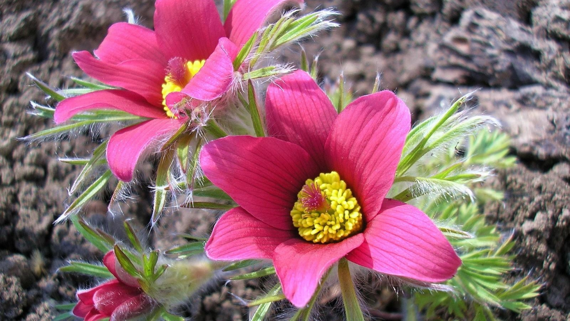 Pink and Yellow Flower in Bloom During Daytime. Wallpaper in 1920x1080 Resolution