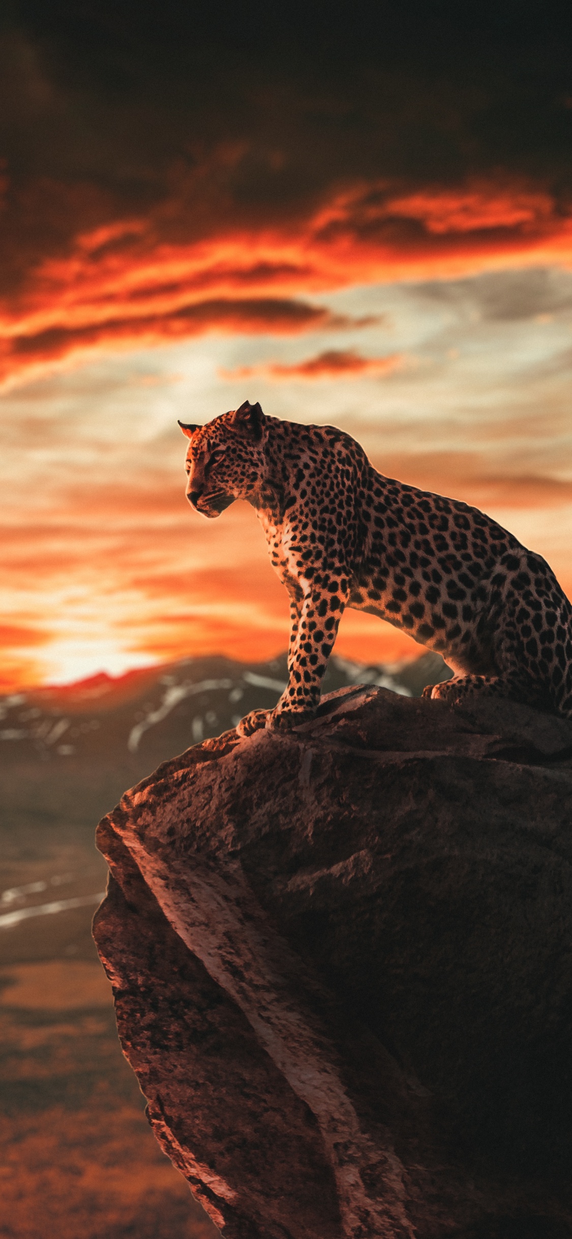 Leones, Tigre, Ios, Android, Smartphone. Wallpaper in 1125x2436 Resolution