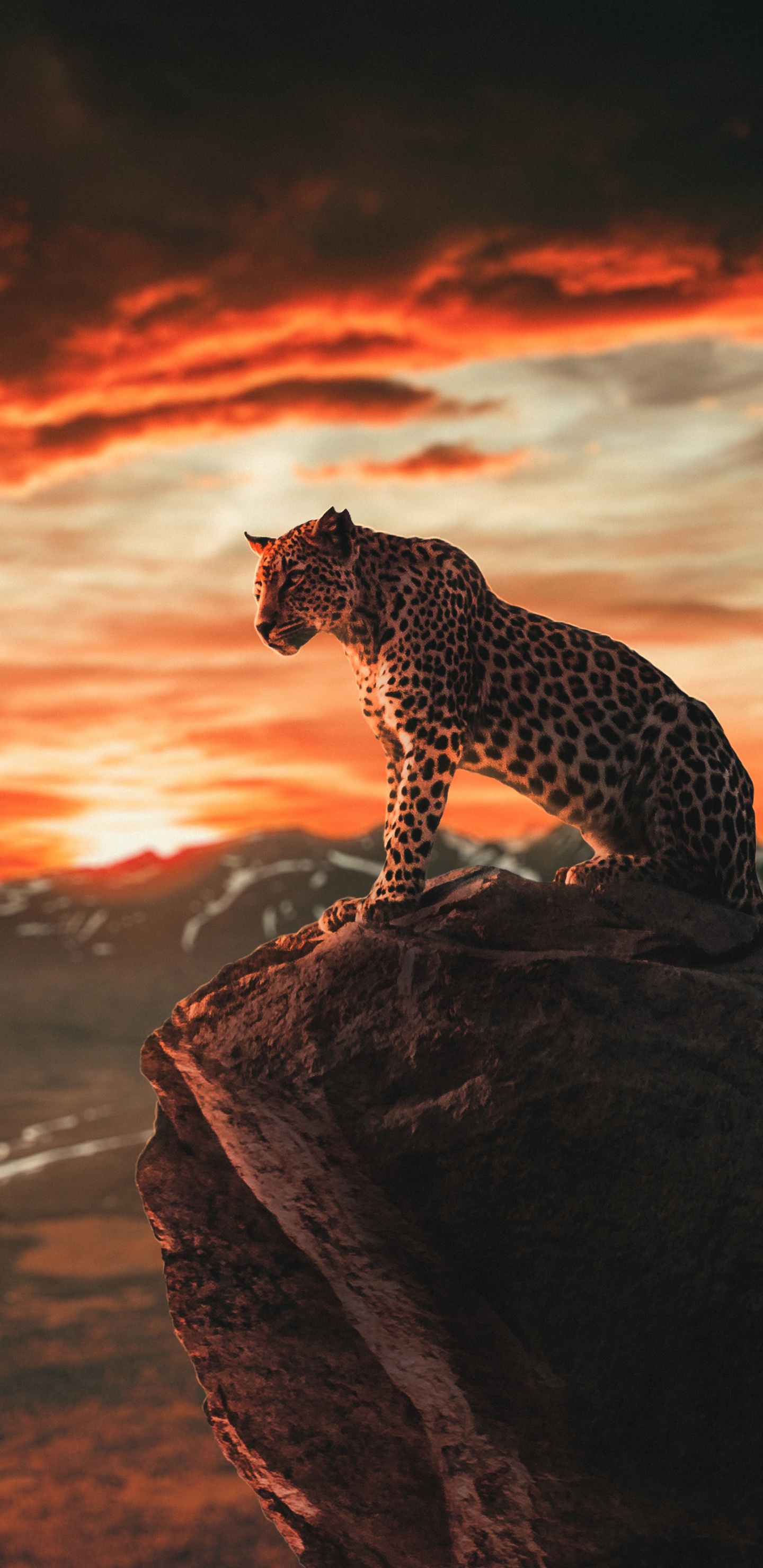 Leones, Tigre, Ios, Android, Smartphone. Wallpaper in 1440x2960 Resolution