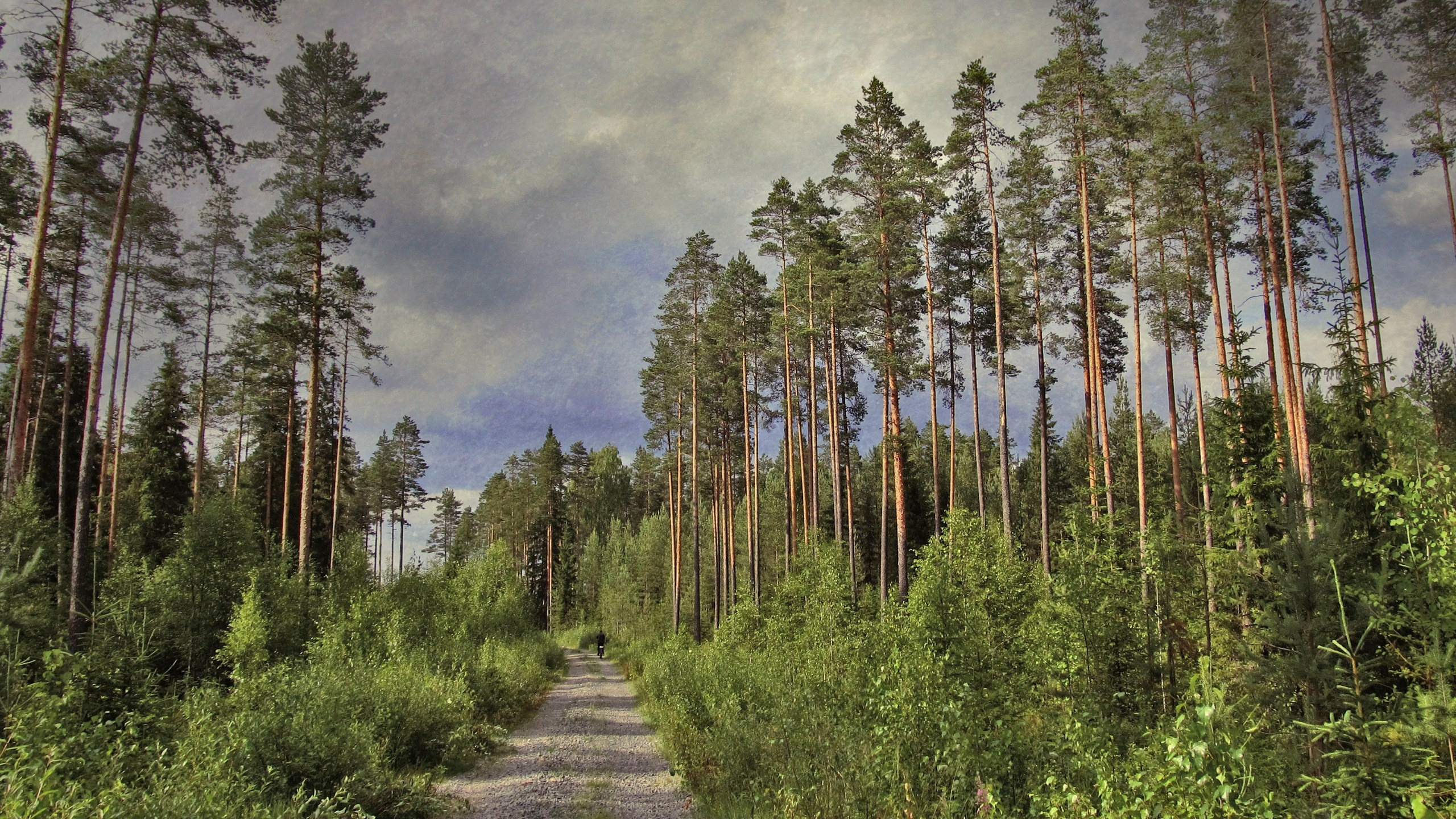 Gray Concrete Pathway Between Green Trees Under Gray Clouds. Wallpaper in 2560x1440 Resolution