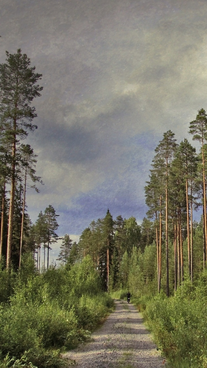 Gray Concrete Pathway Between Green Trees Under Gray Clouds. Wallpaper in 720x1280 Resolution