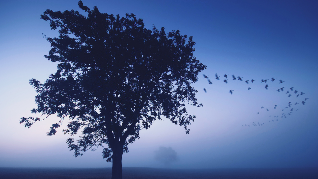 Green Tree on Green Grass Field During Daytime. Wallpaper in 1280x720 Resolution