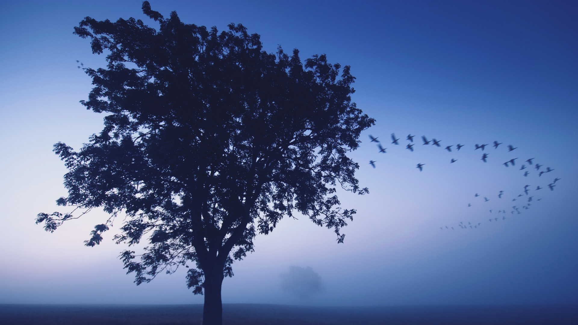 Green Tree on Green Grass Field During Daytime. Wallpaper in 1920x1080 Resolution