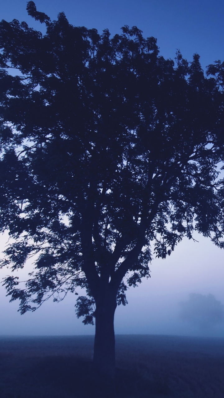 Green Tree on Green Grass Field During Daytime. Wallpaper in 720x1280 Resolution