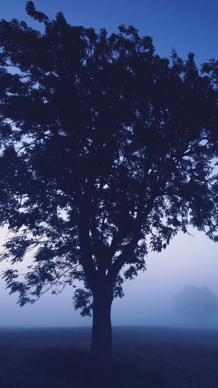 Green Tree on Green Grass Field During Daytime. Wallpaper in 750x1334 Resolution