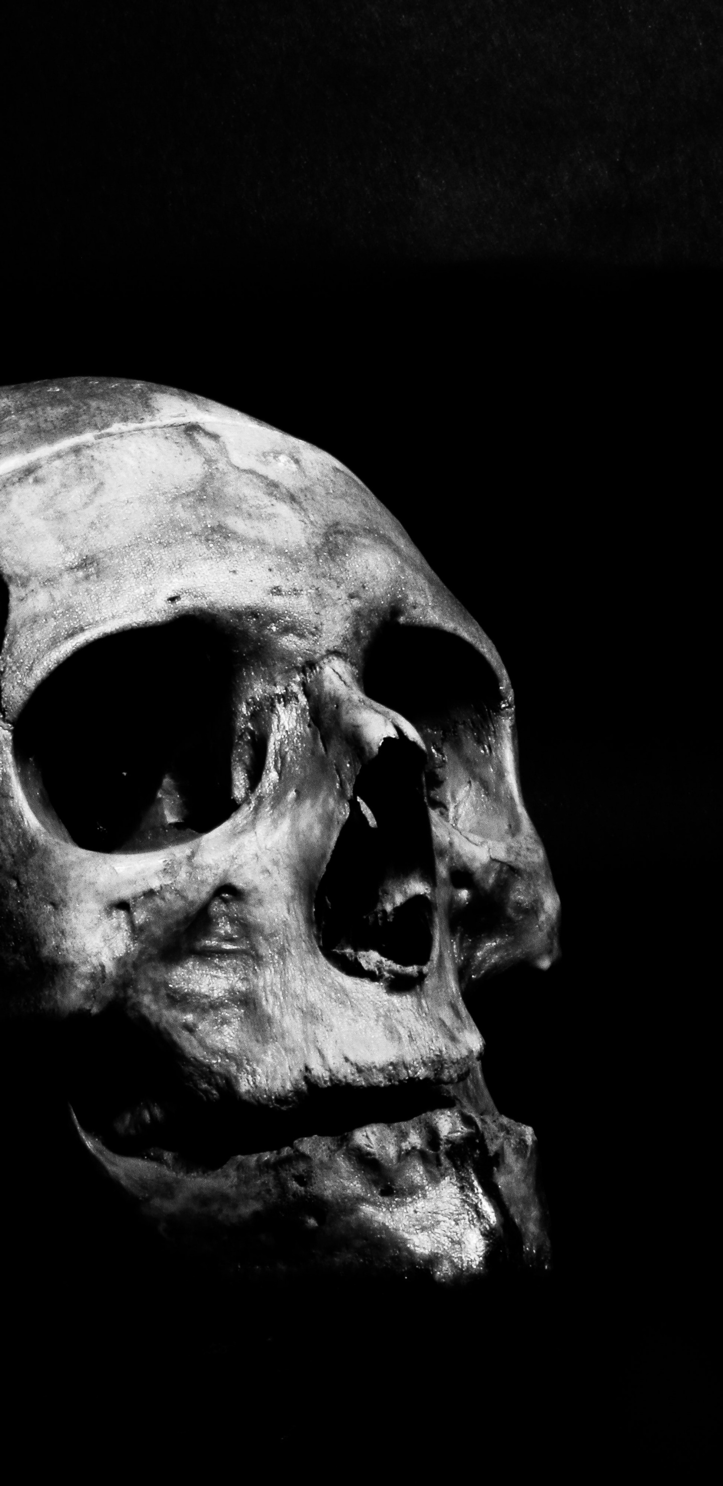 en Blanco y Negro, Quijada, Hueso, Cráneo, Arte. Wallpaper in 1440x2960 Resolution