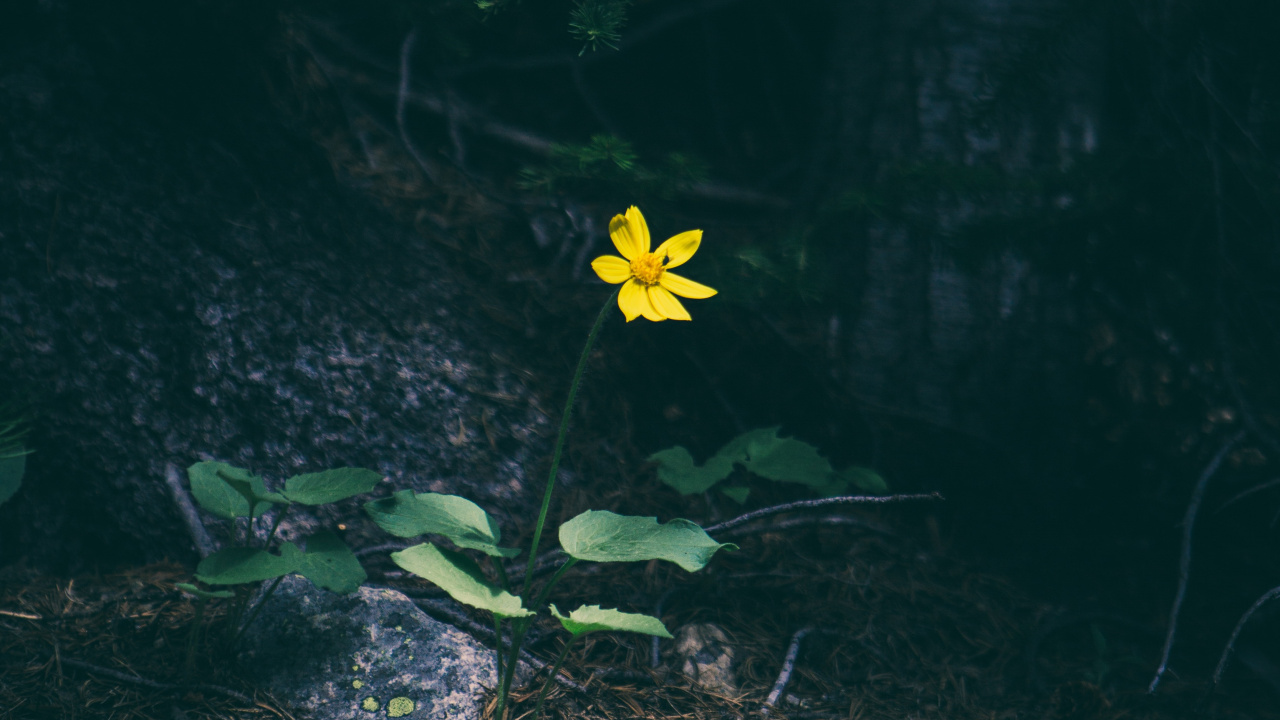 Fleur Jaune Sur L'herbe Verte. Wallpaper in 1280x720 Resolution