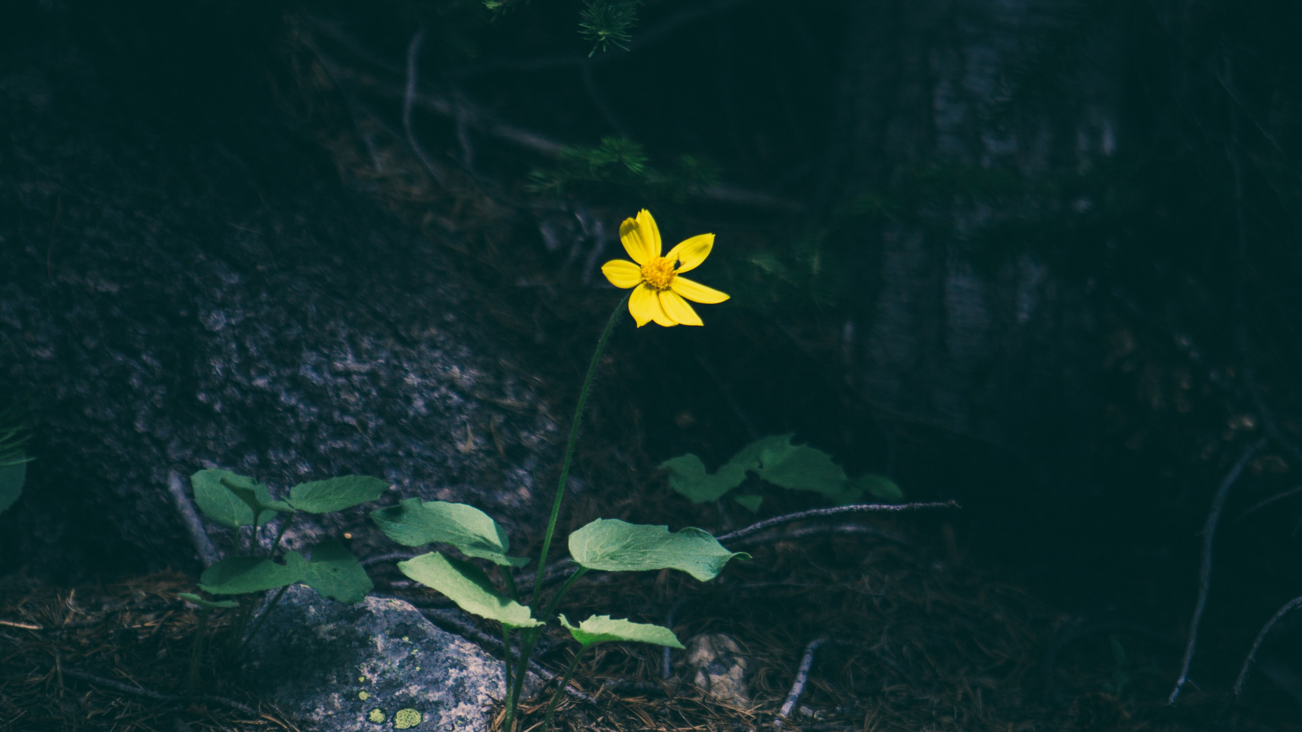 Fleur Jaune Sur L'herbe Verte. Wallpaper in 2560x1440 Resolution