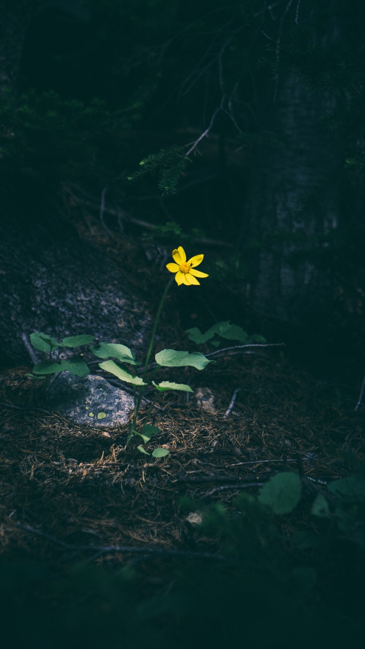 Fleur Jaune Sur L'herbe Verte. Wallpaper in 720x1280 Resolution