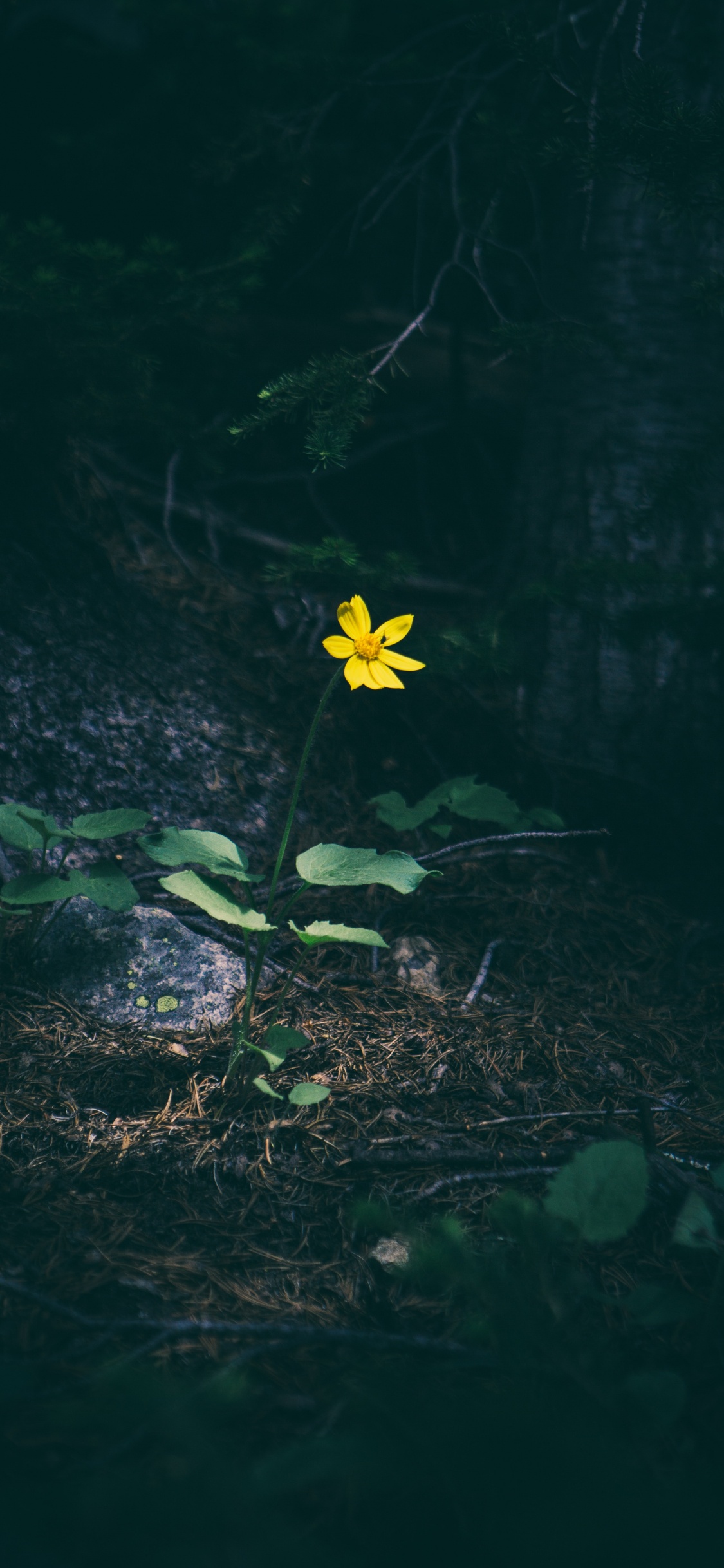 绿色的, 性质, 黄色的, 野花, 弹簧 壁纸 1125x2436 允许