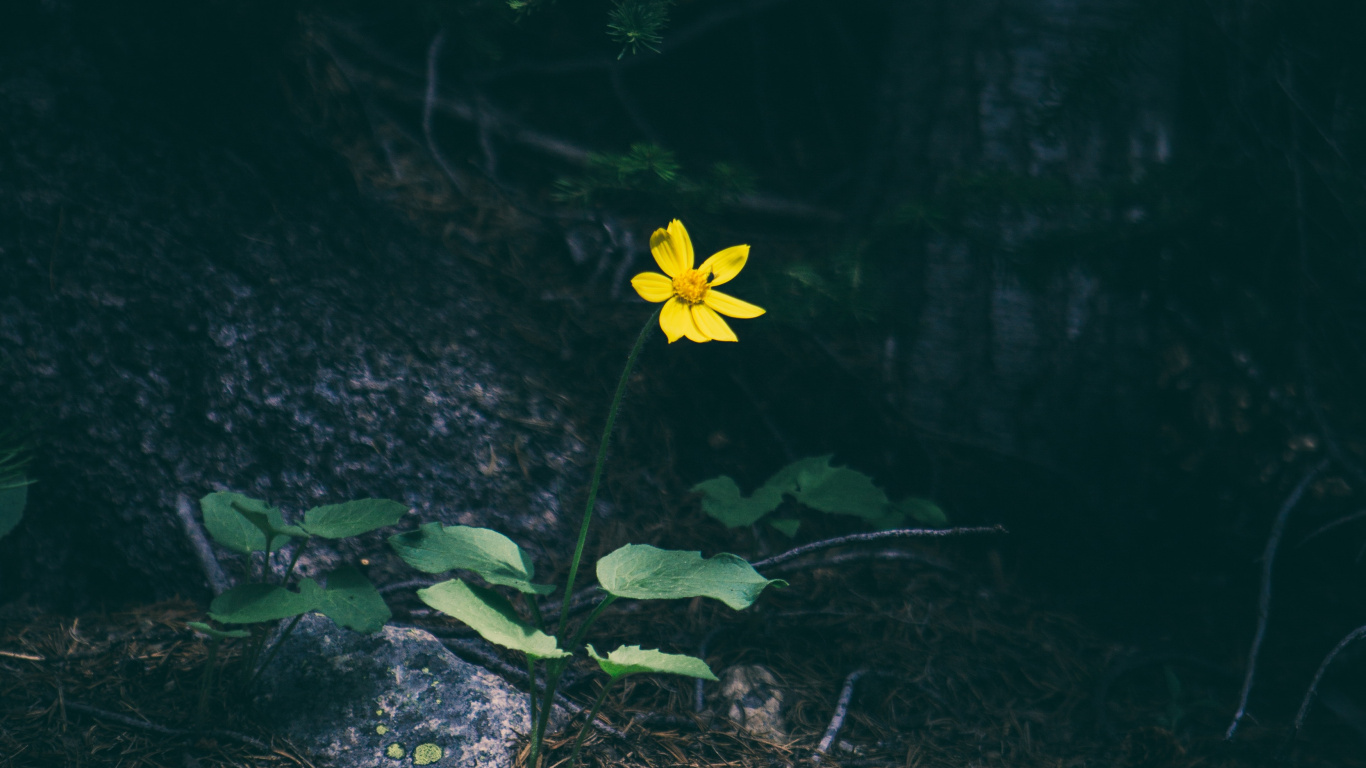 绿色的, 性质, 黄色的, 野花, 弹簧 壁纸 1366x768 允许