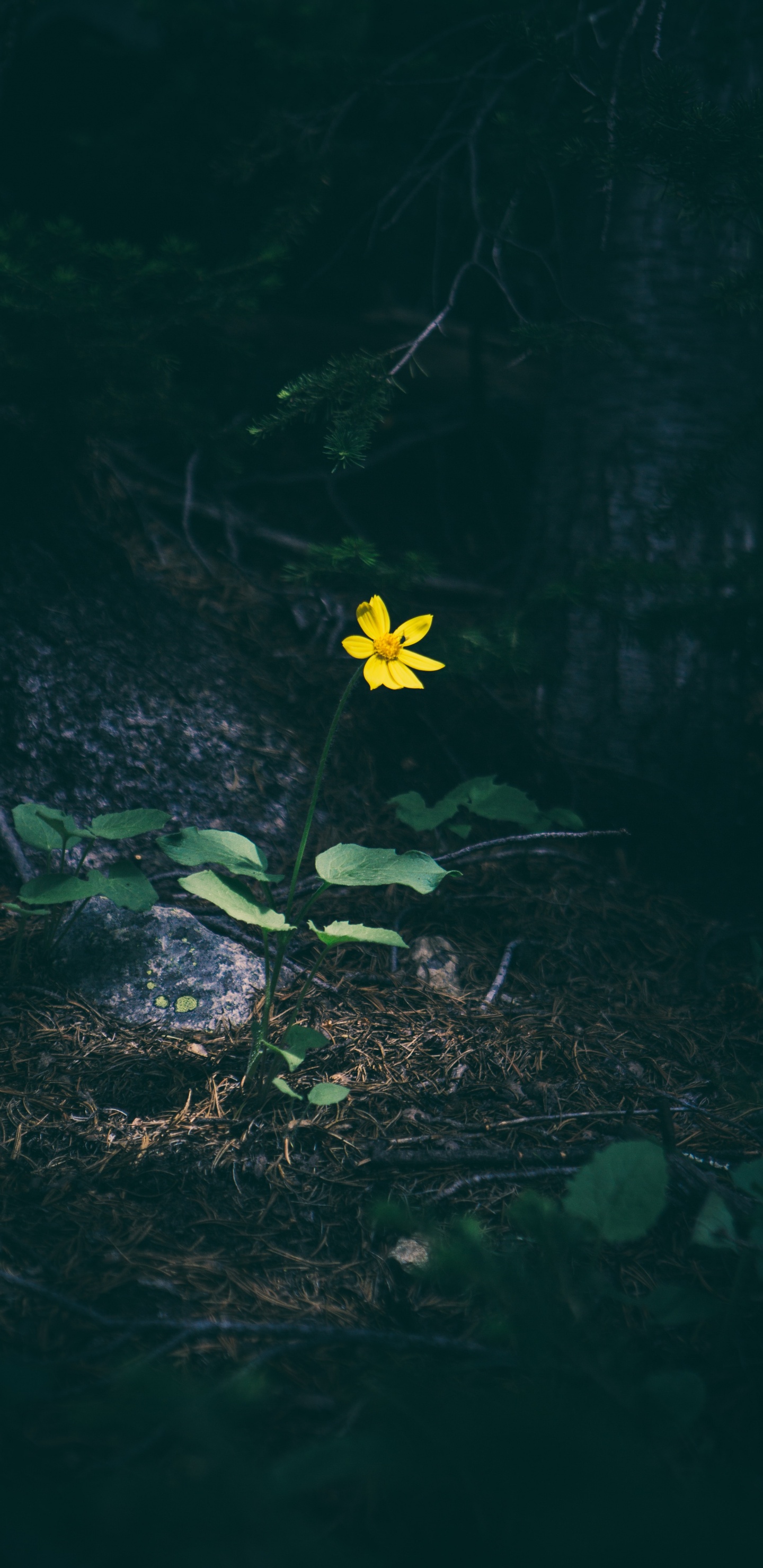 绿色的, 性质, 黄色的, 野花, 弹簧 壁纸 1440x2960 允许