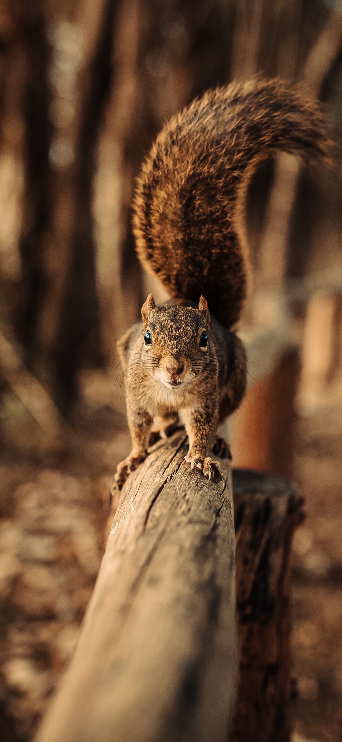 Brown Squirrel on Brown Wooden Log During Daytime. Wallpaper in 1125x2436 Resolution