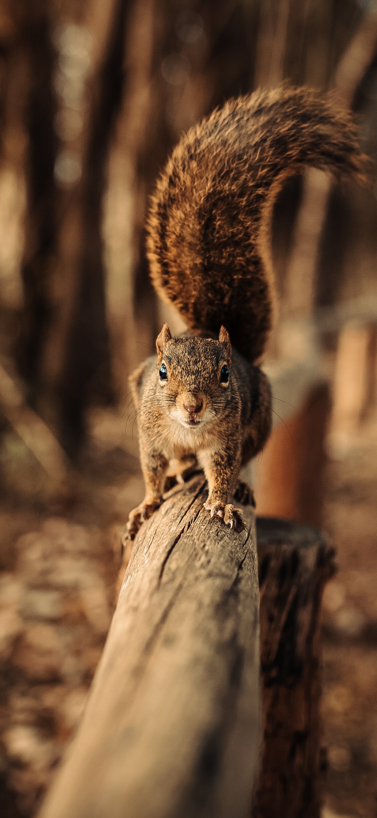 Brown Squirrel on Brown Wooden Log During Daytime. Wallpaper in 1242x2688 Resolution