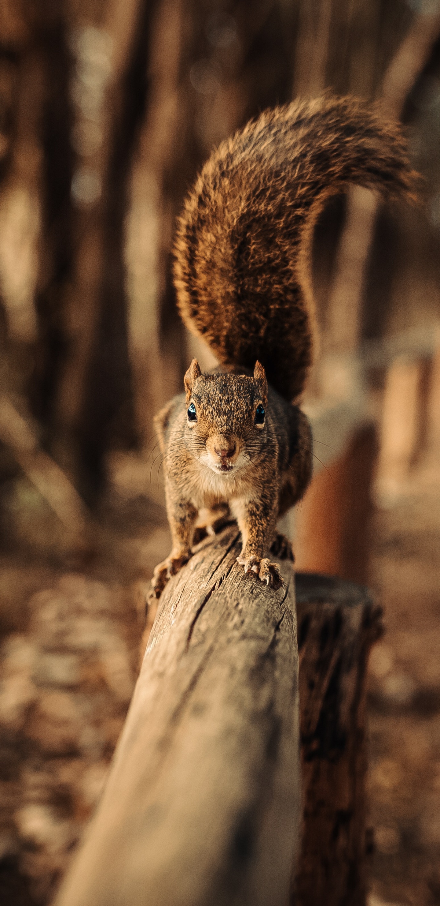 Ardilla Marrón Sobre Tronco de Madera Marrón Durante el Día. Wallpaper in 1440x2960 Resolution