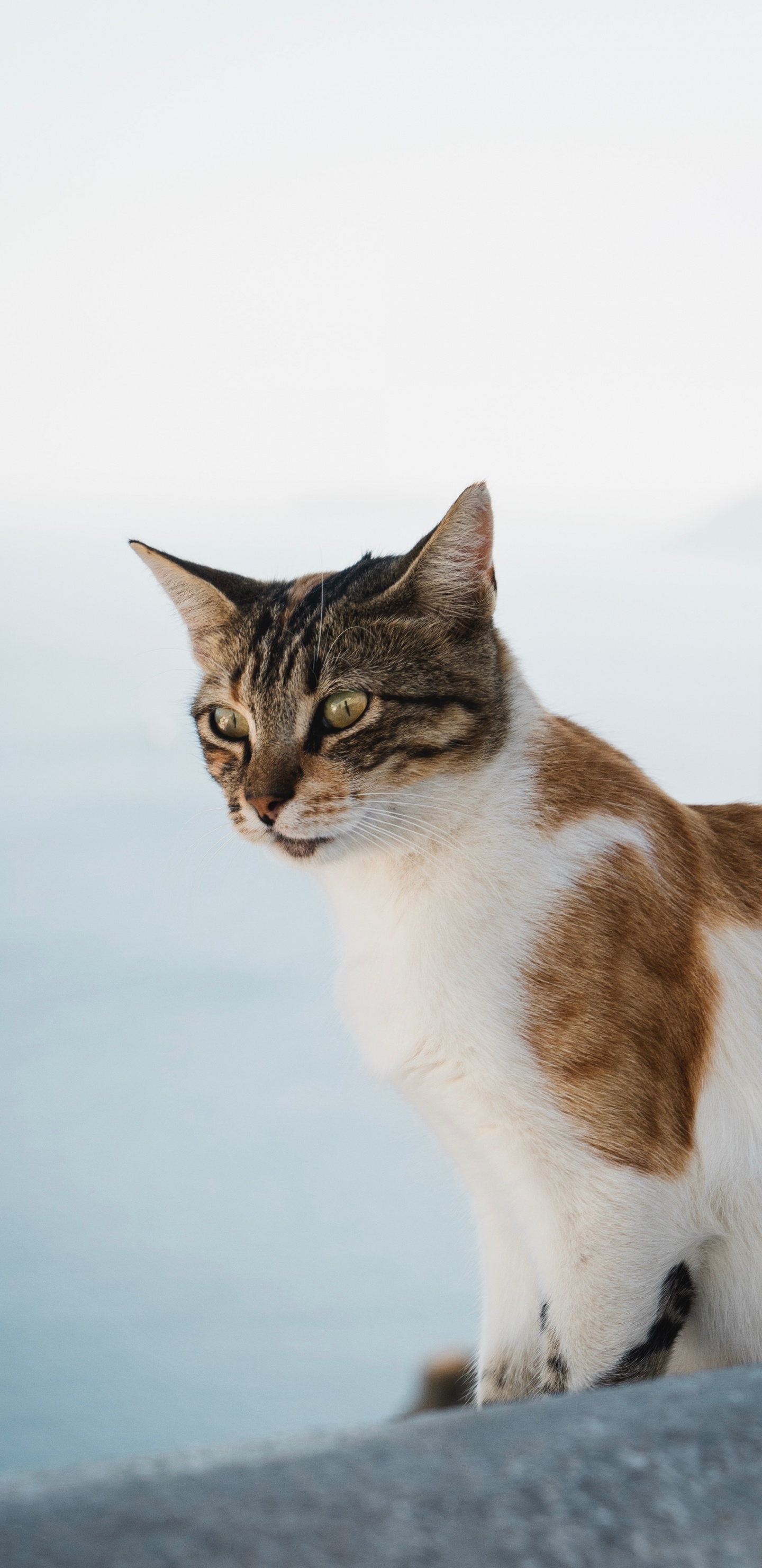 Brown and White Tabby Cat. Wallpaper in 1440x2960 Resolution