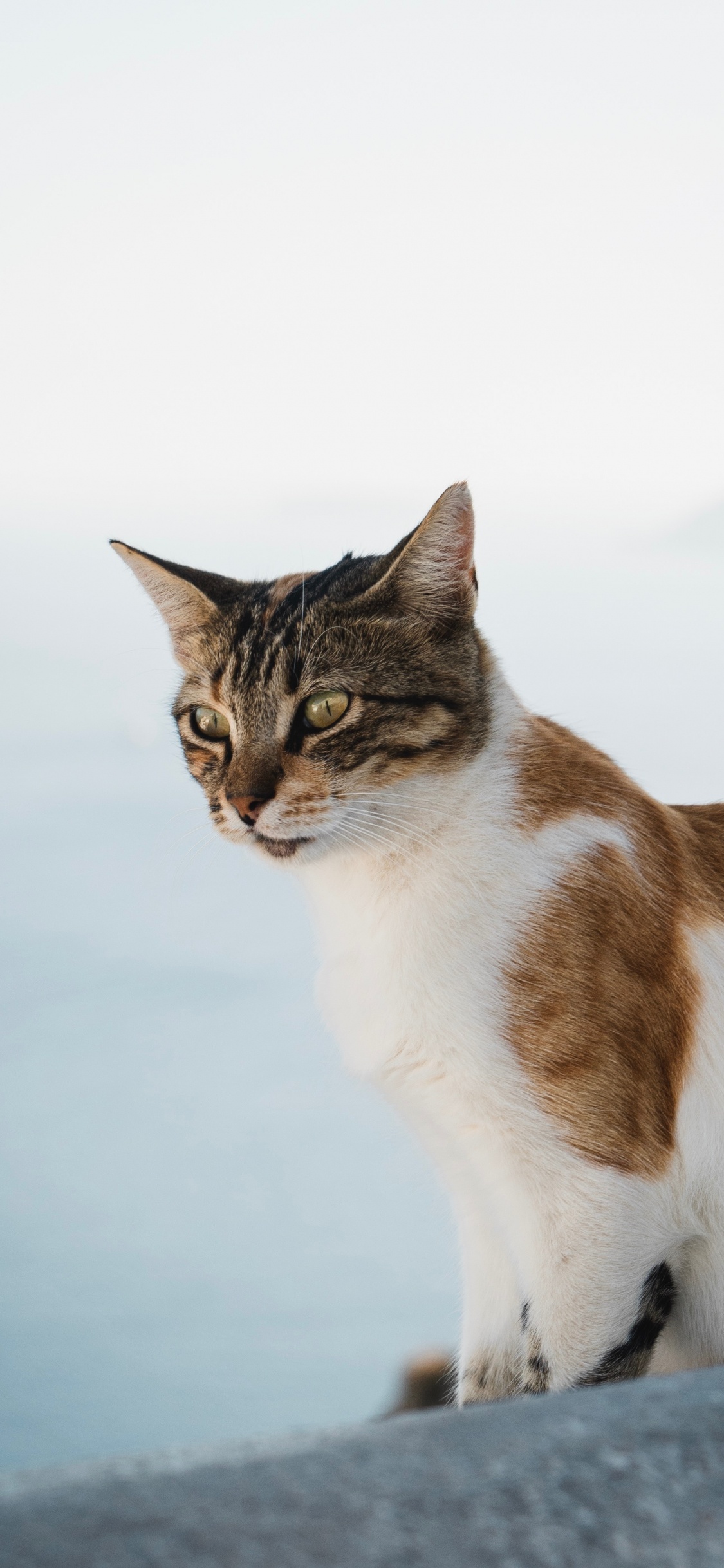 Gato Atigrado Marrón y Blanco. Wallpaper in 1125x2436 Resolution