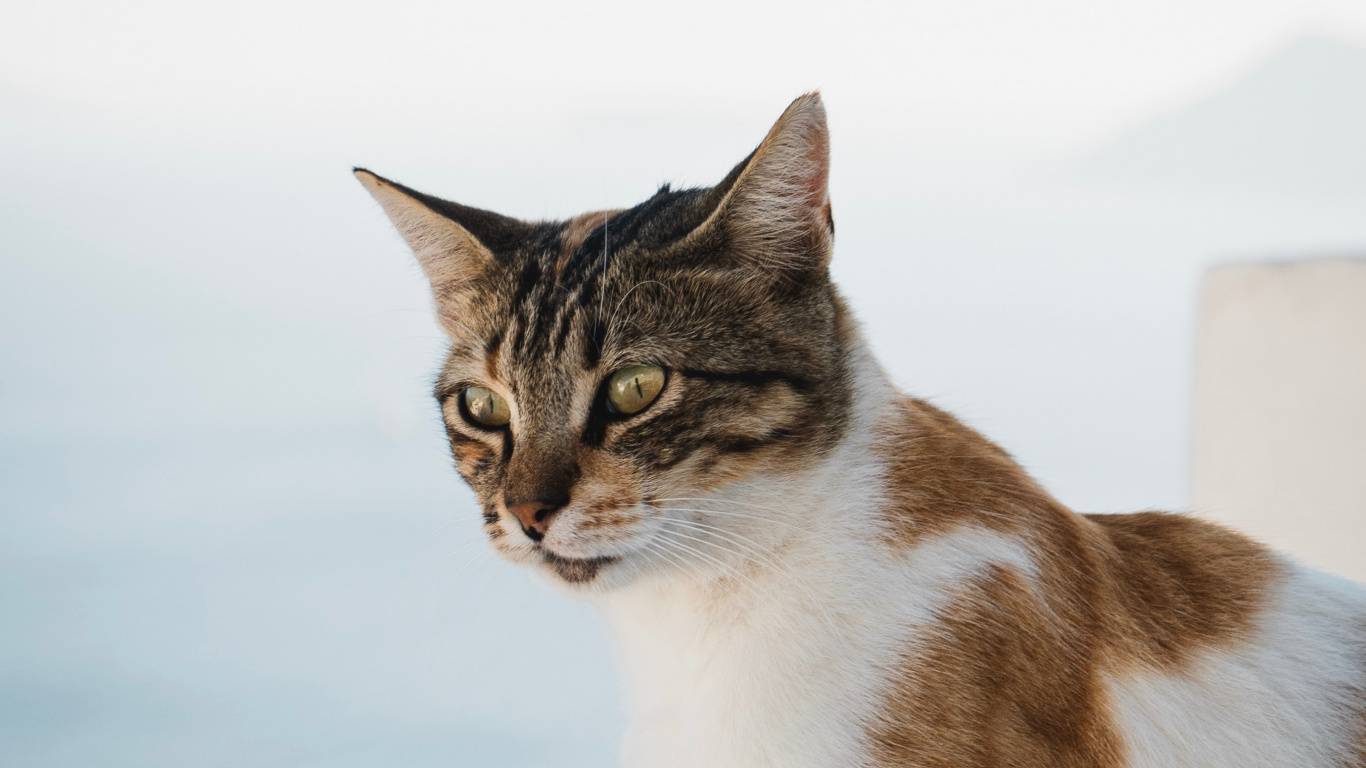 Gato Atigrado Marrón y Blanco. Wallpaper in 1366x768 Resolution