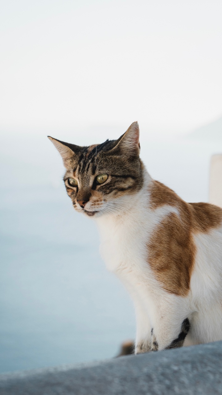 Gato Atigrado Marrón y Blanco. Wallpaper in 720x1280 Resolution
