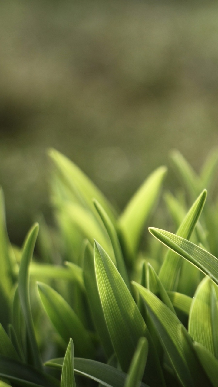 Green Grass in Tilt Shift Lens. Wallpaper in 720x1280 Resolution