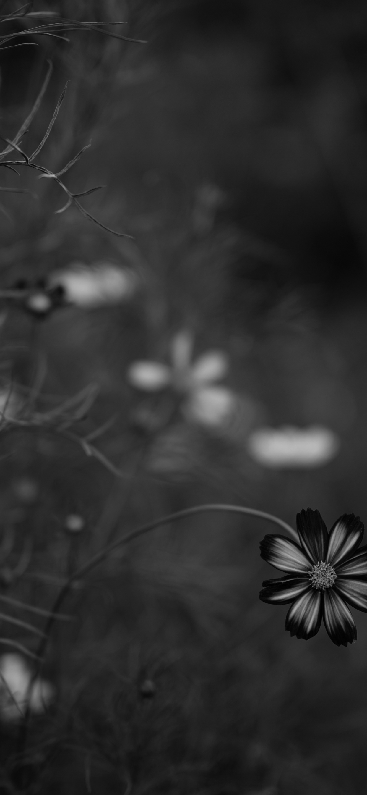 Grayscale Photo of Flower in Bloom. Wallpaper in 1242x2688 Resolution