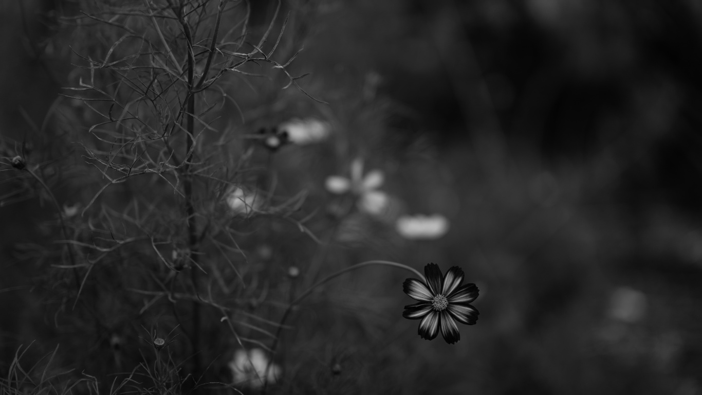 Grayscale Photo of Flower in Bloom. Wallpaper in 1366x768 Resolution