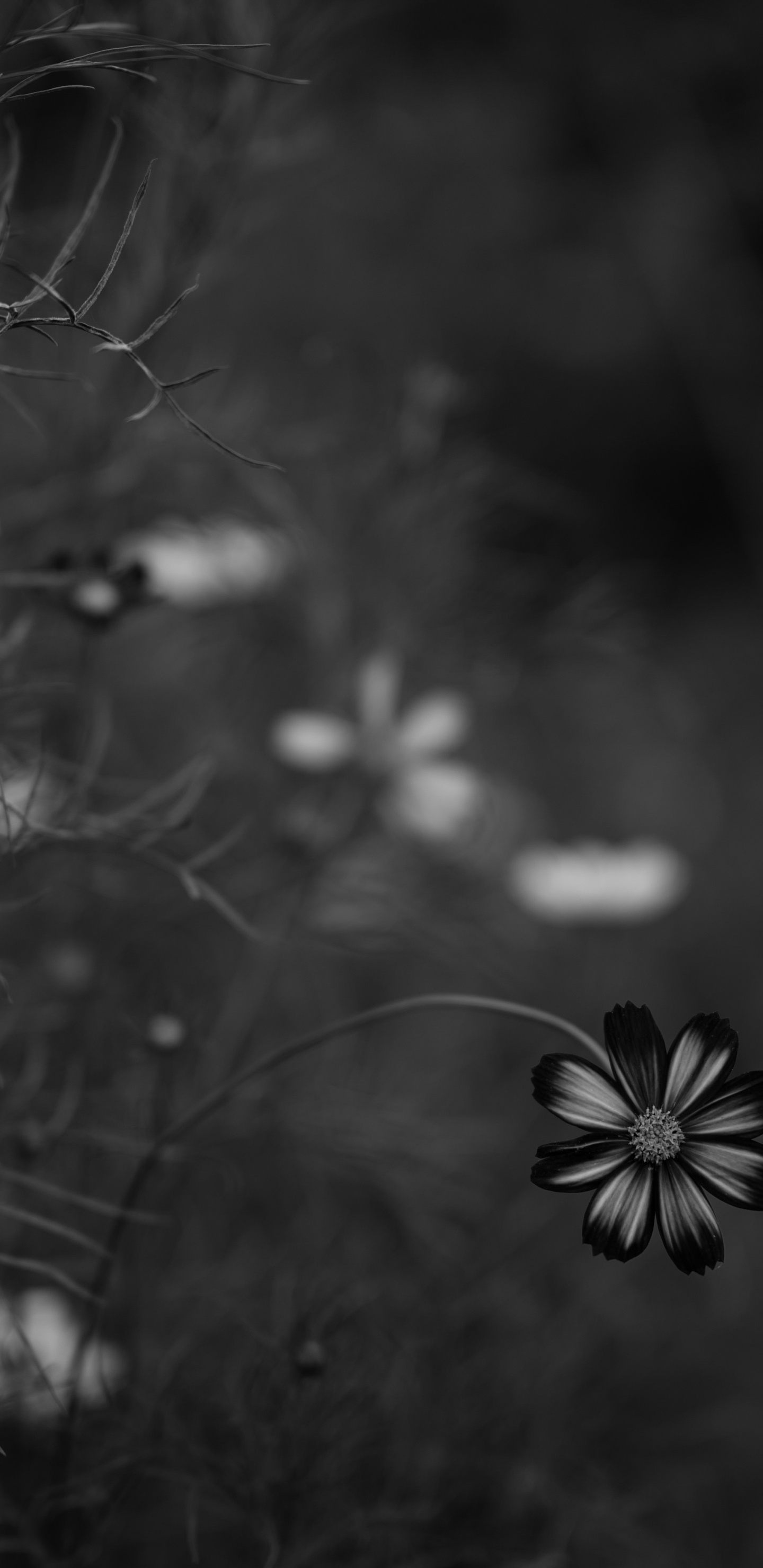 黑色的, 性质, 自然环境, 单色模式, 黑色和白色的 壁纸 1440x2960 允许