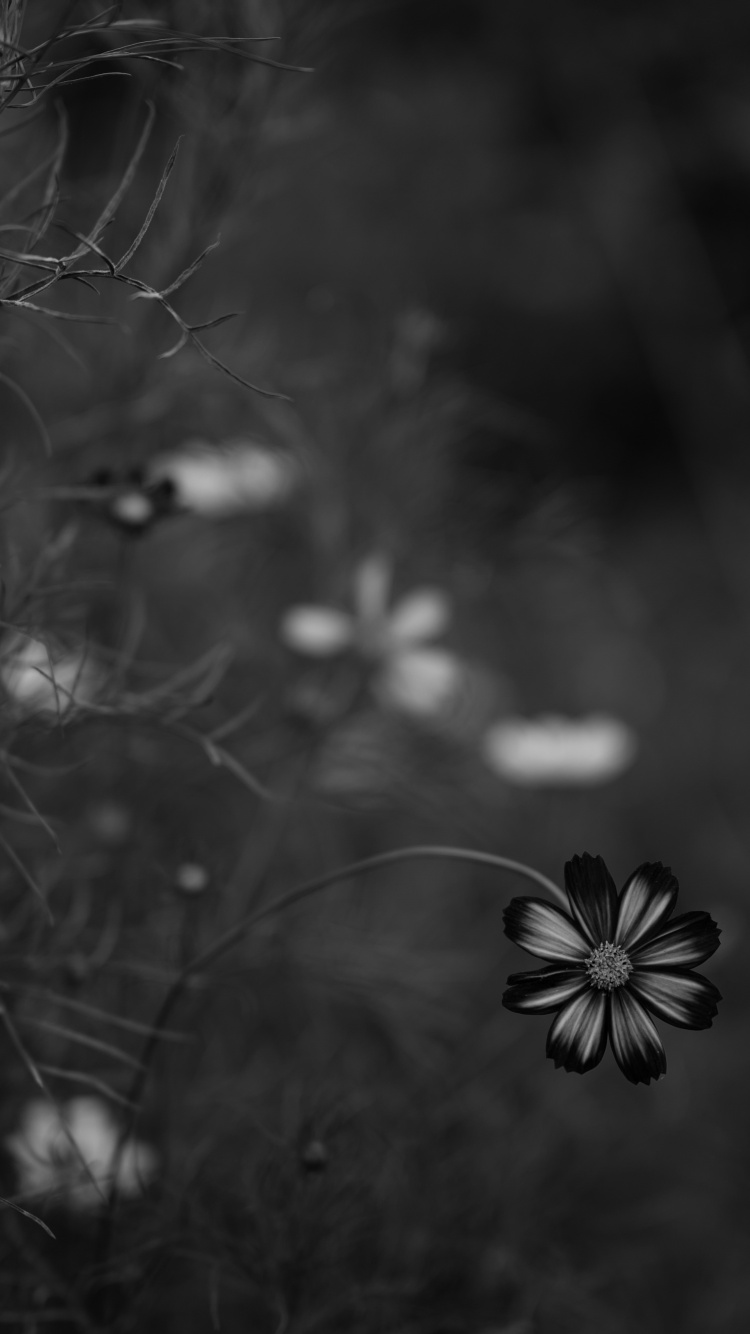 Photo en Niveaux de Gris D'une Fleur en Fleurs. Wallpaper in 750x1334 Resolution