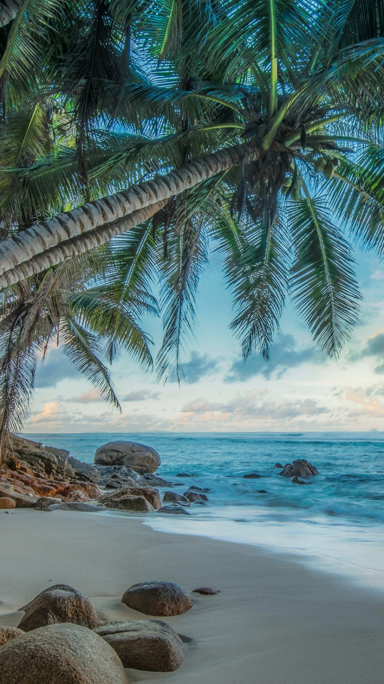 Palme am Strandufer Tagsüber. Wallpaper in 750x1334 Resolution