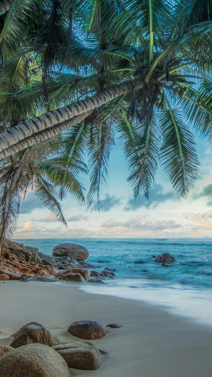 Palmier Sur le Rivage de la Plage Pendant la Journée. Wallpaper in 720x1280 Resolution