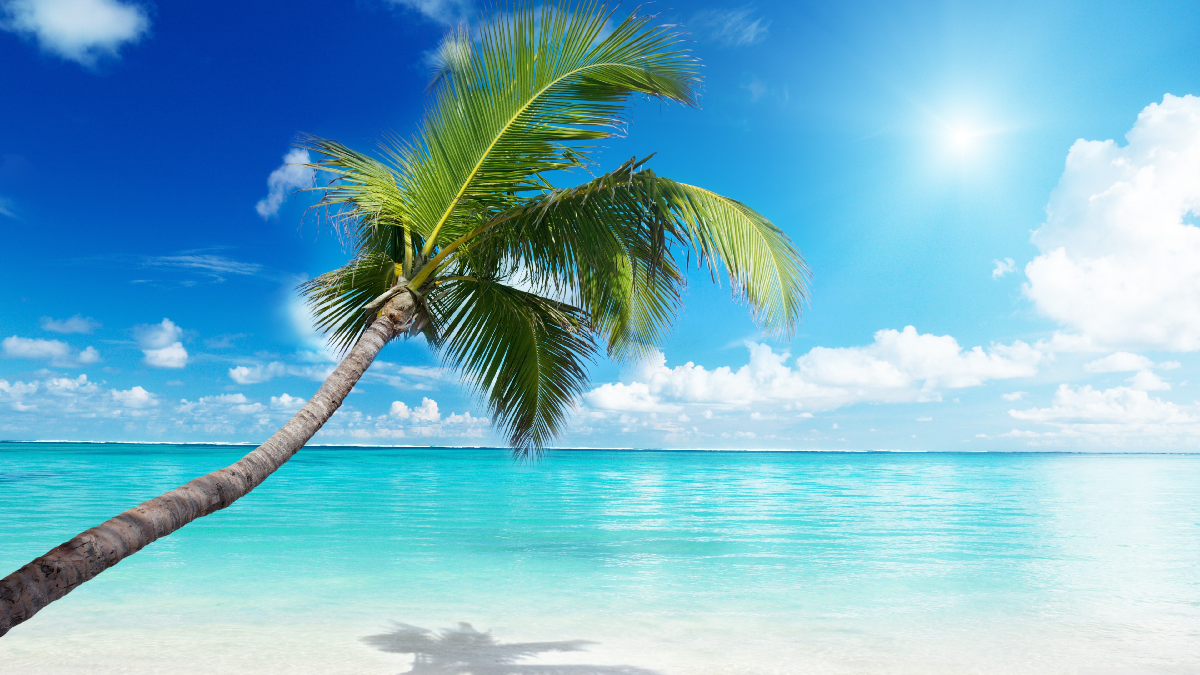 Green Palm Tree on Beach During Daytime. Wallpaper in 3840x2160 Resolution