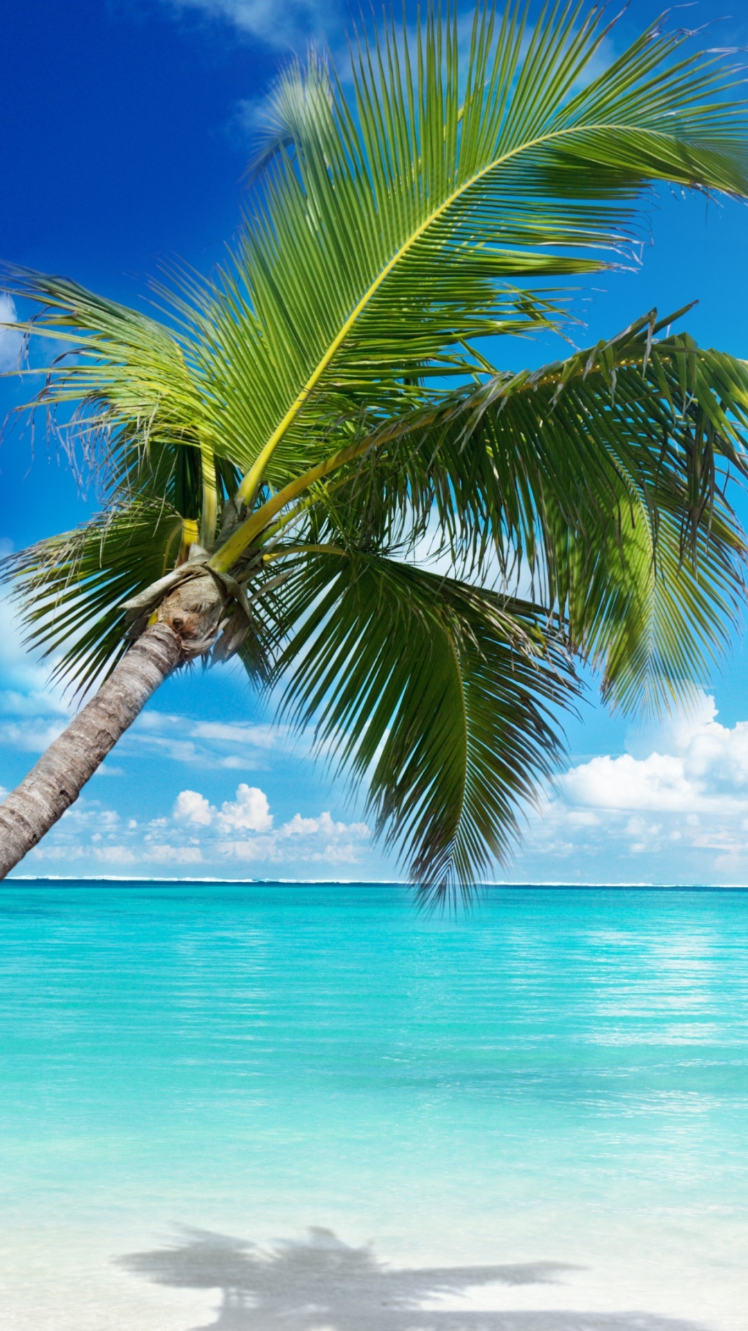 Palmera Verde en la Playa Durante el Día. Wallpaper in 1080x1920 Resolution