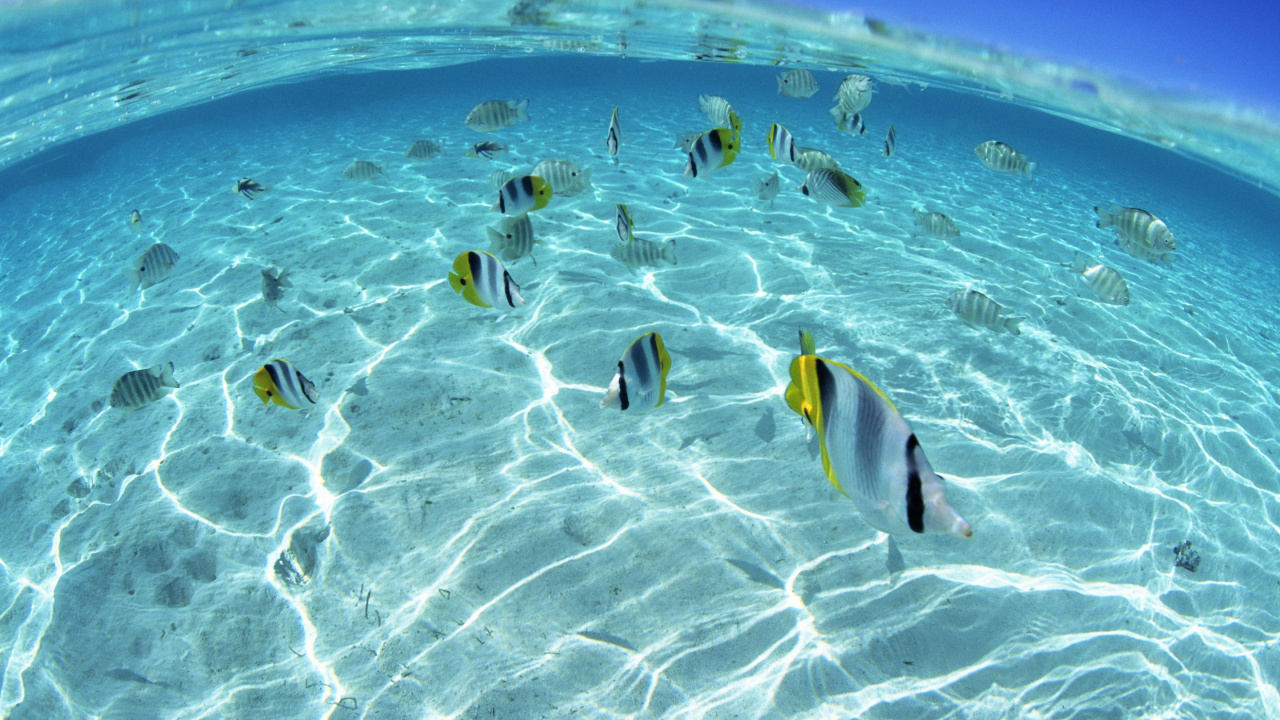 Poisson Jaune et Blanc Sur Sable Brun. Wallpaper in 1280x720 Resolution