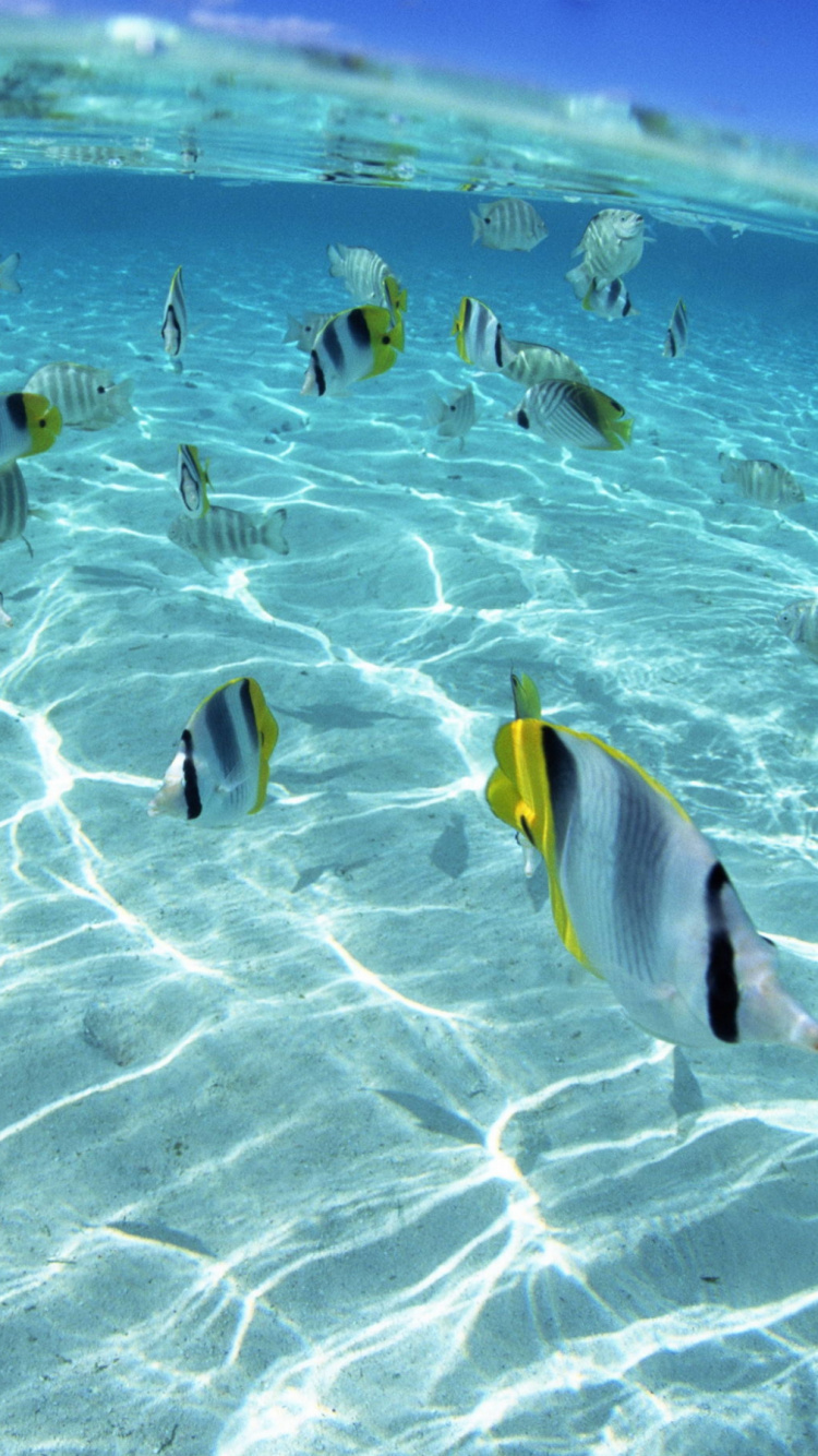 Poisson Jaune et Blanc Sur Sable Brun. Wallpaper in 750x1334 Resolution