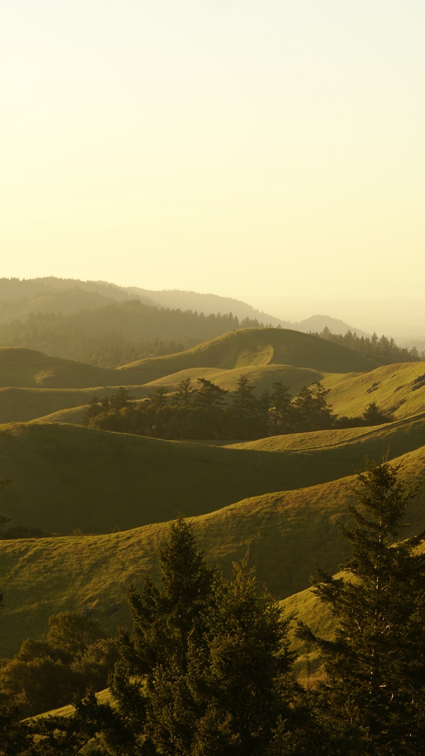 Mount Tamalpais Staatspark, Pflanzen-Gemeinschaft, Ökoregion, Naturlandschaft, Natürlichen Umgebung. Wallpaper in 1440x2560 Resolution