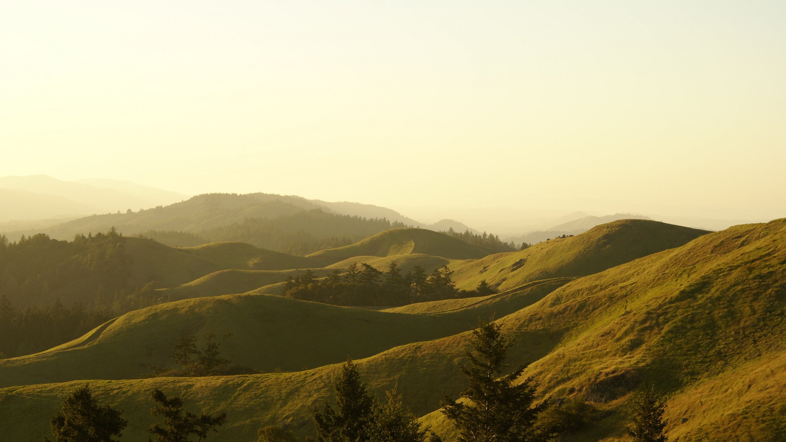 Mount Tamalpais Staatspark, Pflanzen-Gemeinschaft, Ökoregion, Naturlandschaft, Natürlichen Umgebung. Wallpaper in 2560x1440 Resolution
