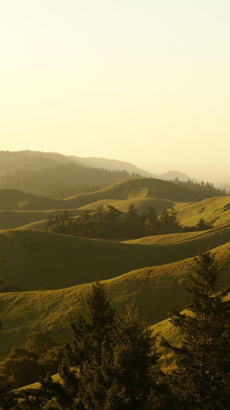 Mount Tamalpais Staatspark, Pflanzen-Gemeinschaft, Ökoregion, Naturlandschaft, Natürlichen Umgebung. Wallpaper in 750x1334 Resolution